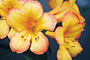 Rhododendron 'Peach Glow'