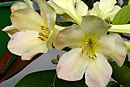 Rhododendron 'Pearly Gates'