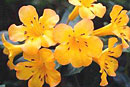 Rhododendron 'Pendragon'