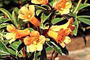 Rhododendron 'Pennywhistle'
