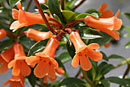 Rhododendron 'Periwinkle'