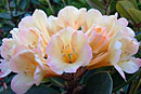 Rhododendron 'Pindi Pearl'