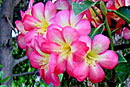 Rhododendron 'Pink Pazazz'