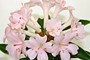 Rhododendron 'Pink Ray'