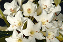 Rhododendron 'Popcorn'