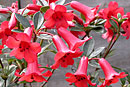 Rhododendron 'Saint Valentine'
