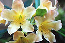 Rhododendron 'Sally'