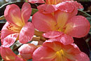 Rhododendron 'Salmon Sensation'
