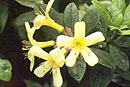 Rhododendron 'San Gabriel'