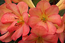 Rhododendron 'San Miguel'