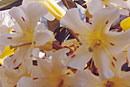 Rhododendron 'San Rafael'