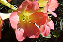 Rhododendron 'Sandy Mitchell'