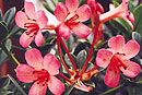 Rhododendron 'Saxon Dawn'