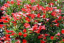Rhododendron 'Saxon Glow'