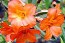 Rhododendron 'Scarlet Beauty'