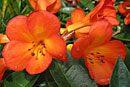 Rhododendron 'Scarlet Queen'