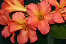 Rhododendron 'Shantung Rose'
