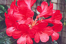 Rhododendron 'Shepherd's Pie'