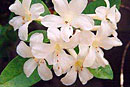 Rhododendron 'Silver Star'