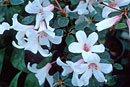 Rhododendron 'Silver Thimbles'