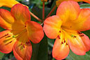 Rhododendron 'Simbu Sunset'