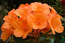 Rhododendron 'Sir George Holford'