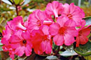 Rhododendron 'Solar Flare'