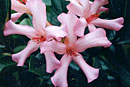 Rhododendron 'Spoked Wheel'