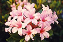 Rhododendron 'Star Posy'