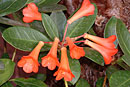 Rhododendron 'Star Shower'