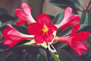 Rhododendron 'Strawberry Fields'