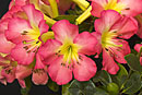 Rhododendron 'Strawberry Parfait'