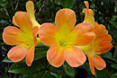 Rhododendron 'Sugared Ginger'