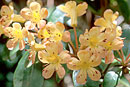 Rhododendron 'Sunny'
