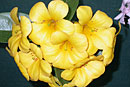 Rhododendron 'Sunny Splendour'