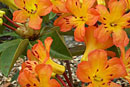 Rhododendron 'Sunny's Brother'