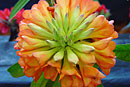 Rhododendron 'Sunset Gold 50'