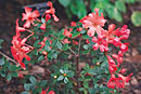 Rhododendron 'Sweet Beatrice'
