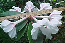 Rhododendron 'Sweet Marni'