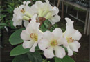 Rhododendron 'Strawberry Fields'