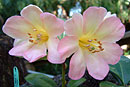 Rhododendron 'Sweet Wendy'