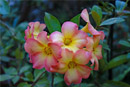 Rhododendron 'Toff'