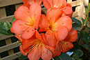Rhododendron 'Uluru'