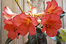 Rhododendron 'Valencia'
