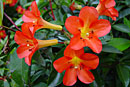 Rhododendron 'Very Vermilion'