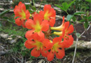 Rhododendron 'Veryl Ann'