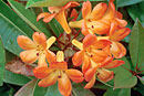 Rhododendron 'Vladimir Bukovsky'
