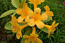 Rhododendron 'Wattle Bird'