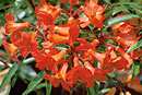 Rhododendron 'Wee Willie Winkie'