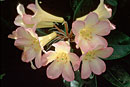 Rhododendron 'Wendy'